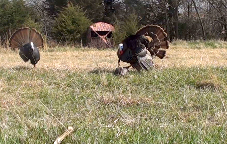 Turkey_with_Blind_in_Foreground