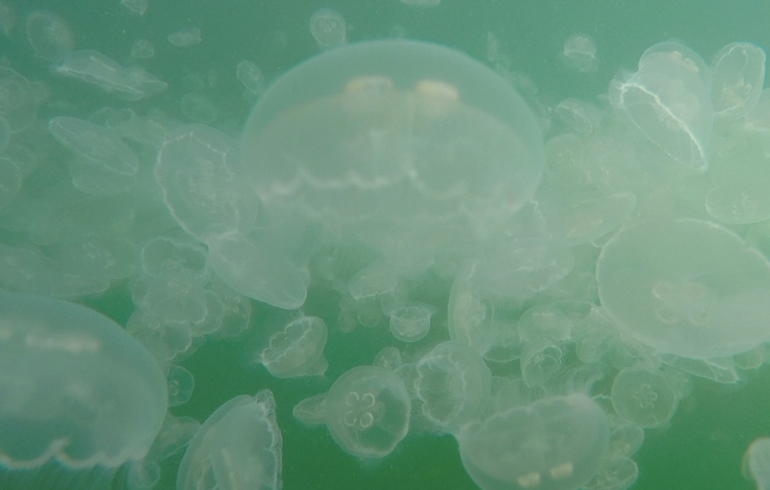 jellyfish_underwater